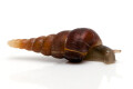 Phaedusa paviei Vietnam, juvenil